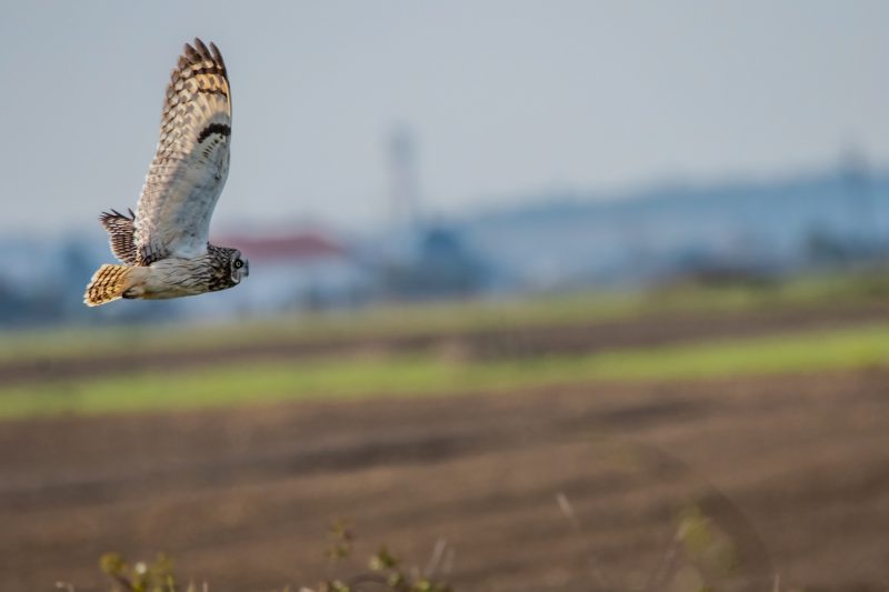 Hibou des marais en Loire-Atlantique